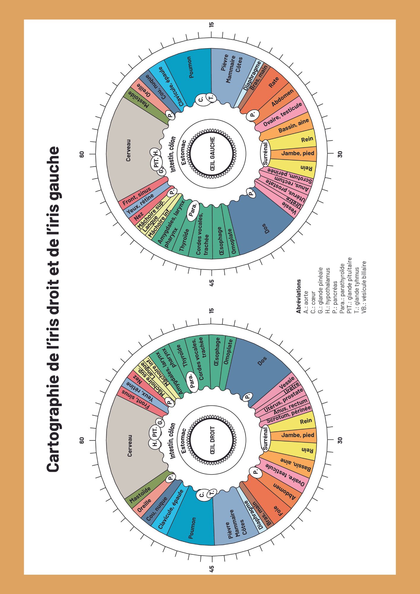 Cartographie des iris